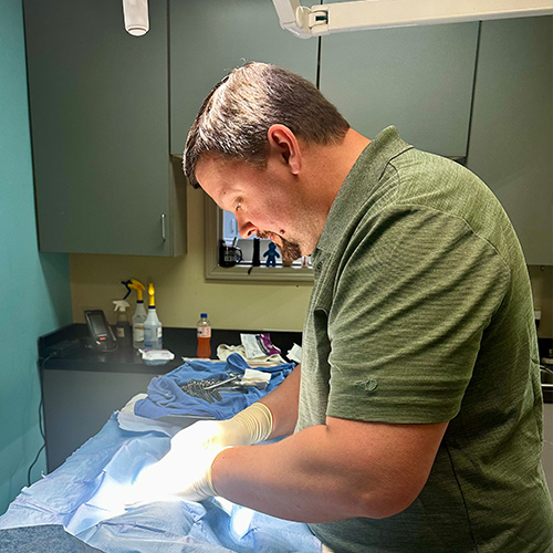 Pike Veterinary Services vet performing a soft tissue surgery on a small animal