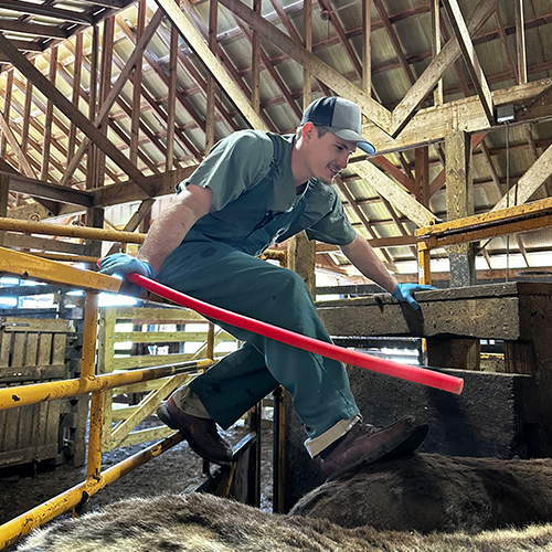 A Pike Veterinary Services vet in a barn